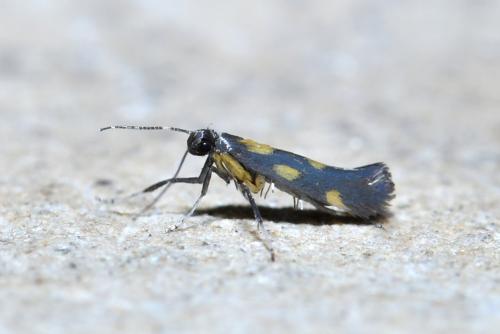 Réf. 209 547 : Euspilapteryx auroguttella
